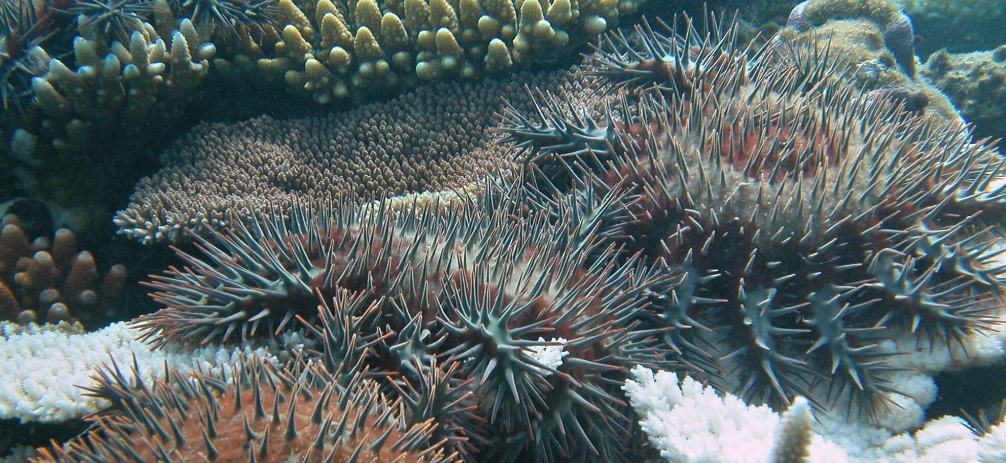 Starfish control backed by long-term Reef data | AIMS - Marine Starfish For Cold Water Reef Tanks